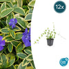 Kleines Immergrün ‚Blue and Gold' – Vinca minor