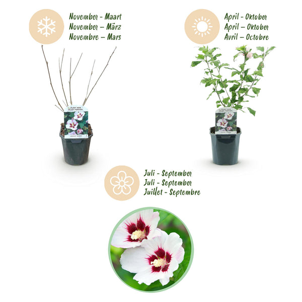 Garteneibisch ‚Hamabo' – Hibiscus syriacus – Ansicht 4