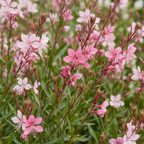 Prachtkerze ‚Florgauros' – Gaura lindheimeri – Ansicht 5