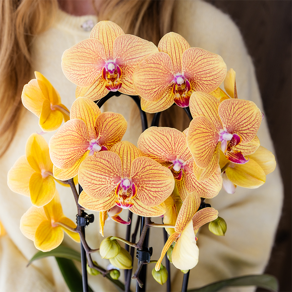 Schmetterlingsorchidee ‚Niagara Fall Sunny Bunny' – Phalaenopsis – Ansicht 10