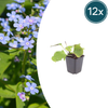 Kaukasus-Vergissmeinnicht – Brunnera macrophylla