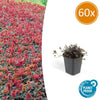 Stachelnüsschen ‚Kupferteppich' – Acaena microphylla