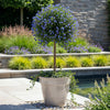 Säckelblume ‚Victoria' Stämmchen – Ceanothus impressus – Ansicht 5