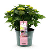 Bauernhortensie ‚Magical Revolution Pink' – Hydrangea macrophylla – Ansicht 2