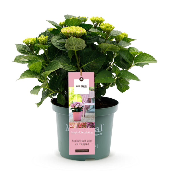 Bauernhortensie ‚Magical Revolution Pink' – Hydrangea macrophylla – Ansicht 2
