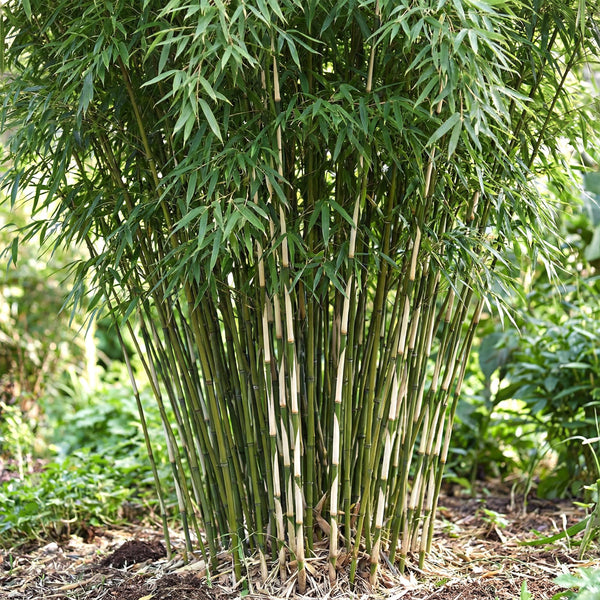 Schirmbambus ‚Pingwu' – Fargesia robusta – Ansicht 5