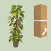 Efeutute – Epipremnum pinnatum – Ansicht 3