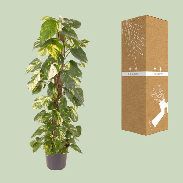 Efeutute – Epipremnum pinnatum – Ansicht 3