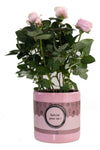 Rose – Rosa