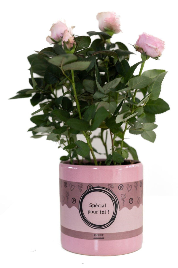 Rose – Rosa
