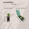 Lavendel ‚Munstead' – Lavandula angustifolia – Ansicht 5