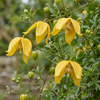 Gold-Waldrebe – Clematis tangutica – Ansicht 3