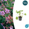 Balkan-Storchschnabel ‚Ingwersen's Variety' – Geranium macrorrhizum