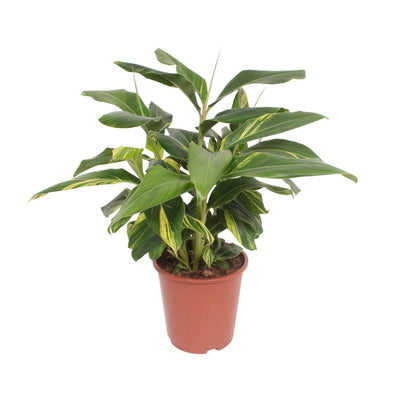 Muschelingwer ‚Variegata' – Alpinia zerumbet