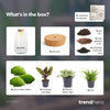 Flaschengarten-Set „Botanical Sven XL“ – DIY-Terrarium mit Licht – Ansicht 4