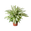 Dieffenbachie ‚Vesuvius' – Dieffenbachia