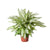 Dieffenbachie ‚Vesuvius' – Dieffenbachia