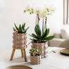 Pflanzen-Set „Cotton Sand" – Grünpflanzen mit weißer Phalaenopsis-Orchidee – Ansicht 3