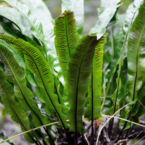 Hirschzungenfarn – Asplenium scolopendrium – Ansicht 4