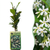 Sternjasmin – Trachelospermum jasminoides