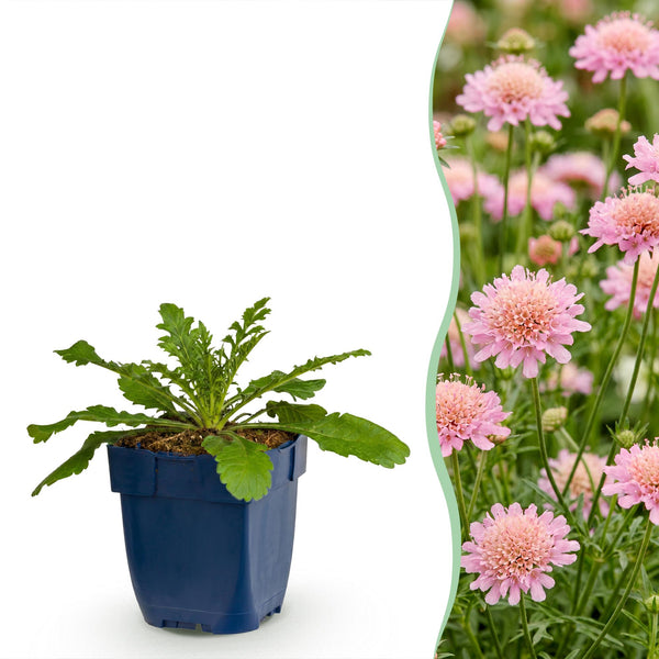 Tauben-Skabiose ‚Pink Mist' – Scabiosa columbaria