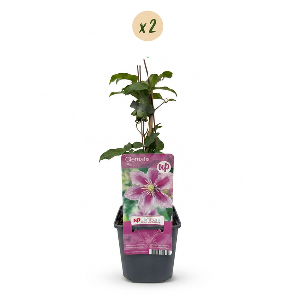 Waldrebe ‚Piilu' – Clematis – Ansicht 2