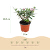 Schmetterlingsflieder ‚Butterfly Candy Little Pink' – Buddleja davidii – Ansicht 3