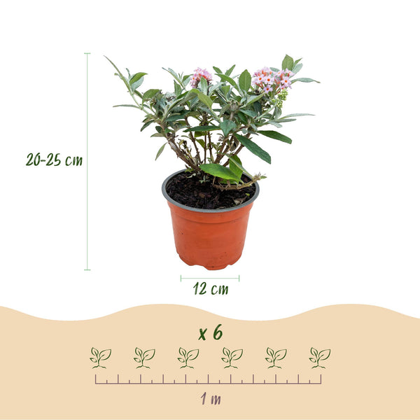 Schmetterlingsflieder ‚Butterfly Candy Little Pink' – Buddleja davidii – Ansicht 3
