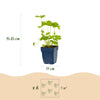 Rittersporn ‚Black Knight' – Delphinium x cultorum – Ansicht 3