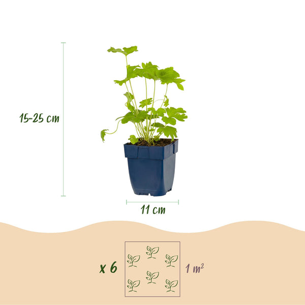 Rittersporn ‚Black Knight' – Delphinium x cultorum – Ansicht 3