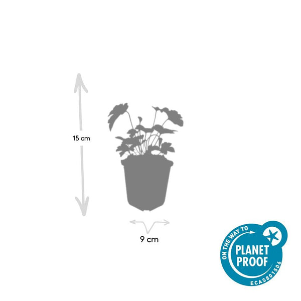 Herbst-Anemone ‚Robustissima' – Anemone tomentosa – Ansicht 2