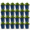 Polster-Glockenblume – Campanula portenschlagiana