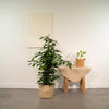 Birkenfeige ‚Danielle' – Ficus benjamina – Ansicht 2