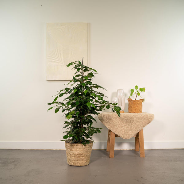 Birkenfeige ‚Danielle' – Ficus benjamina – Ansicht 2