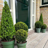 Stechpalme Pyramide – Ilex – Ansicht 5