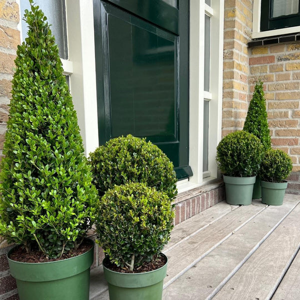 Stechpalme Pyramide – Ilex – Ansicht 5