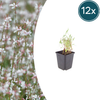 Prachtkerze – Gaura lindheimeri
