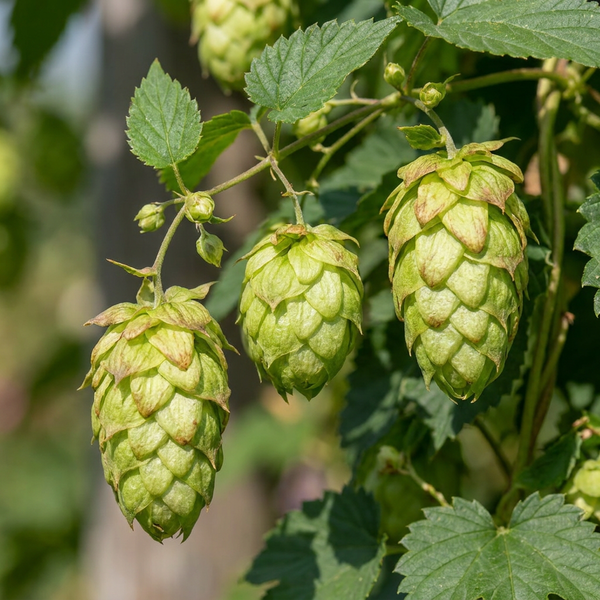 Hopfen ‚Nordbrau' – Humulus lupulus – Ansicht 3