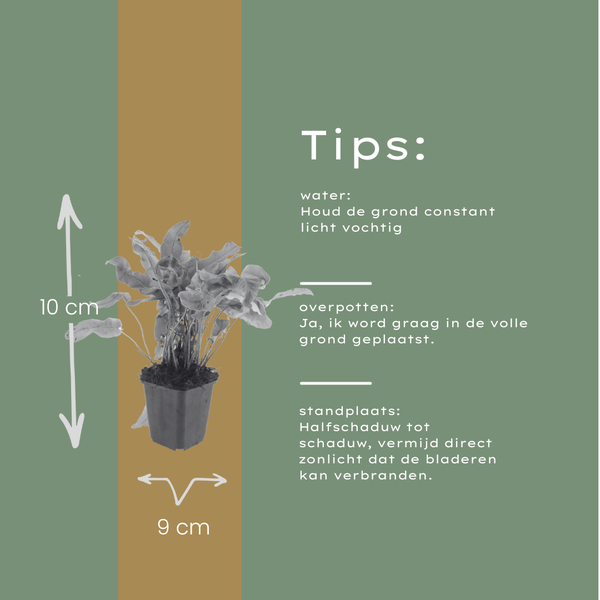 Hirschzungenfarn – Asplenium scolopendrium – Ansicht 7