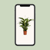 Einblatt ‚Bellini' – Spathiphyllum – Ansicht 4