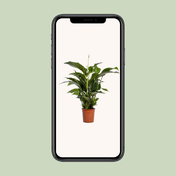 Einblatt ‚Bellini' – Spathiphyllum – Ansicht 4