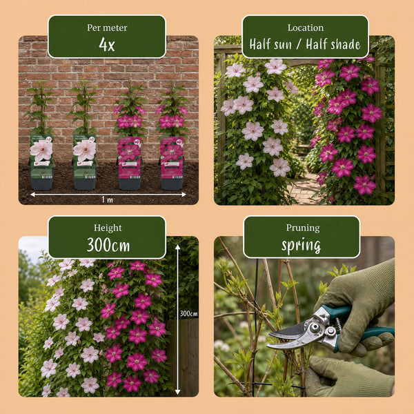 Waldreben-Set „Duo Pink & White" – Clematis in Rosa und Weiß – Ansicht 5