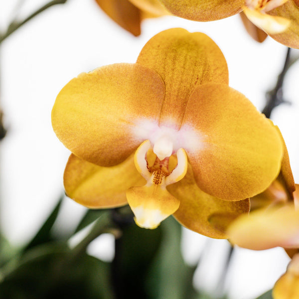 Orchideen-Set „Mono Bouquet“ – 3 orange Phalaenopsis ‚Las Vegas' – Ansicht 5