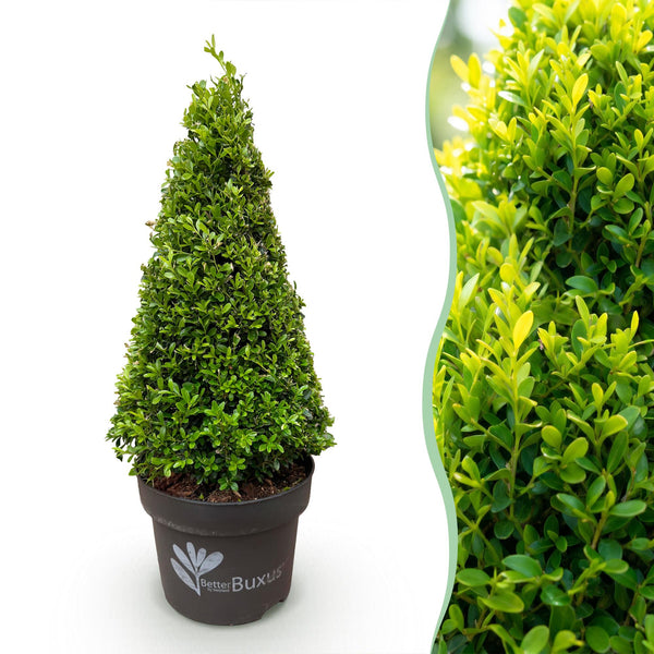 Buchsbaum ‚BetterBuxus Skylight' – Buxus sempervirens