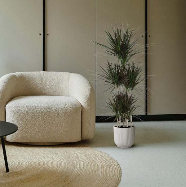 Drachenbaum ‚Magenta' – Dracaena marginata – Ansicht 4