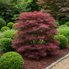Japanischer Ahorn ‚Sumi-nagashi' – Acer palmatum – Ansicht 5