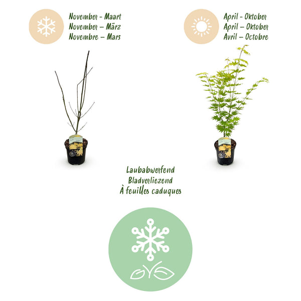 Japanischer Ahorn ‚Jordan' – Acer palmatum – Ansicht 4