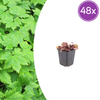 Herzblättrige Schaumblüte – Tiarella cordifolia
