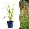 Pfeifengras ‚Heidebraut' – Molinia caerulea – 1 Stück
