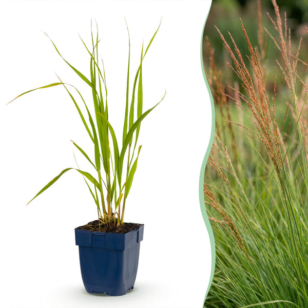 Pfeifengras ‚Heidebraut' – Molinia caerulea – 1 Stück